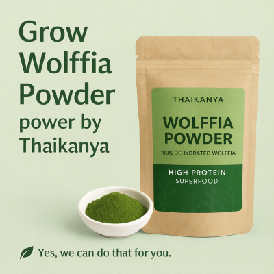 ウルフィアパウダー栽培｜THAIKANYA