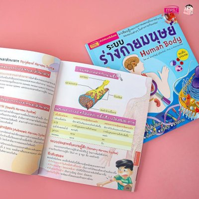 หนังสือระบบร่างกายมนุษย์ ระดับประถม แถมพร้อมโมเดลร่างกายมนุษย์ Human Body และการ์ดคำศัพท์อังกฤษ - ไทย อวัยวะภายใน 11 ใบ