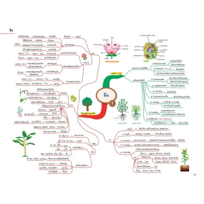 Science Map สรุปเนื้อหาวิทยาศาสตร์ ระดับประถมปลาย