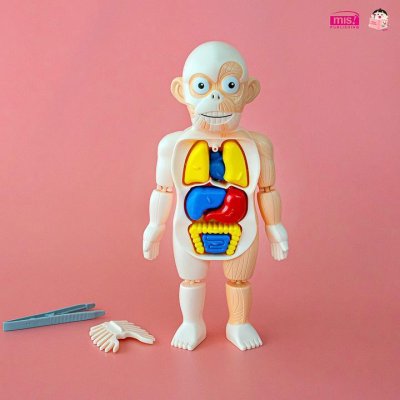 หนังสือระบบร่างกายมนุษย์ ระดับประถม แถมพร้อมโมเดลร่างกายมนุษย์ Human Body และการ์ดคำศัพท์อังกฤษ - ไทย อวัยวะภายใน 11 ใบ