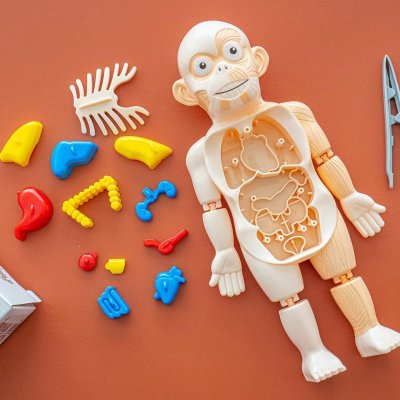 หนังสือระบบร่างกายมนุษย์ ระดับประถม แถมพร้อมโมเดลร่างกายมนุษย์ Human Body และการ์ดคำศัพท์อังกฤษ - ไทย อวัยวะภายใน 11 ใบ