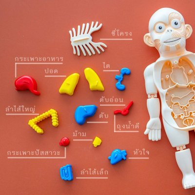 หนังสือระบบร่างกายมนุษย์ ระดับประถม แถมพร้อมโมเดลร่างกายมนุษย์ Human Body และการ์ดคำศัพท์อังกฤษ - ไทย อวัยวะภายใน 11 ใบ