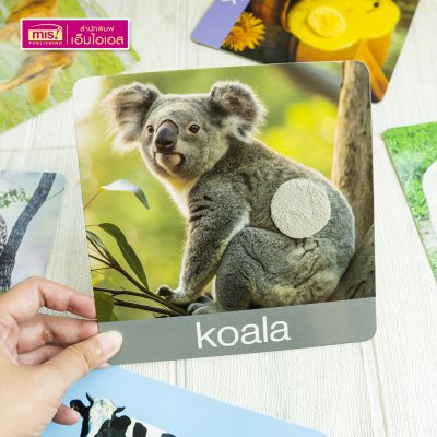 แฟลชการ์ดเพื่อนสัตว์ขนนุ่มขนฟู ภาพสัตว์มีขนสัตว์ทุกแผ่น พร้อมคำศัพท์ 3 ภาษา ฝึกเขียนได้ (15 แผ่น) สำหรับอายุ 0+