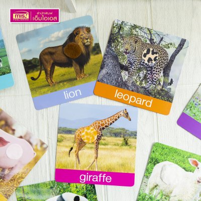 แฟลชการ์ดเพื่อนสัตว์ขนนุ่มขนฟู ภาพสัตว์มีขนสัตว์ทุกแผ่น พร้อมคำศัพท์ 3 ภาษา ฝึกเขียนได้ (15 แผ่น) สำหรับอายุ 0+