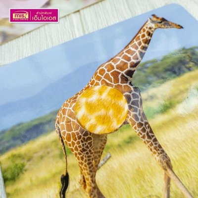 แฟลชการ์ดเพื่อนสัตว์ขนนุ่มขนฟู ภาพสัตว์มีขนสัตว์ทุกแผ่น พร้อมคำศัพท์ 3 ภาษา ฝึกเขียนได้ (15 แผ่น) สำหรับอายุ 0+