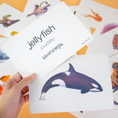 First Words Flash Cards การ์ดคำศัพท์ 5 หมวด กล่องแดง(ใช้ร่วมกับ TalkingPen ได้)