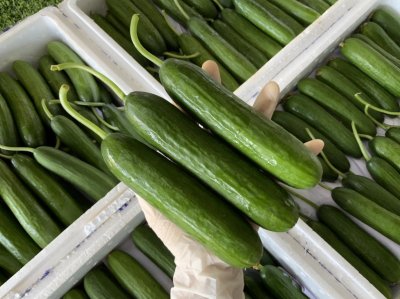 Fruit Cucumber