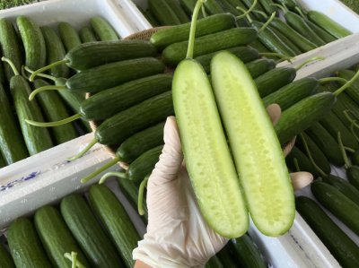 Fruit Cucumber