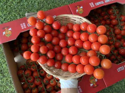 Cherry Tomatoes