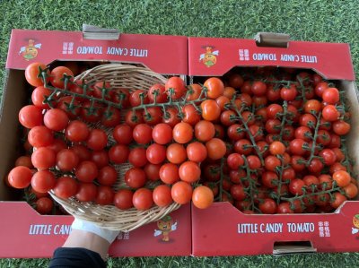 Cherry Tomatoes