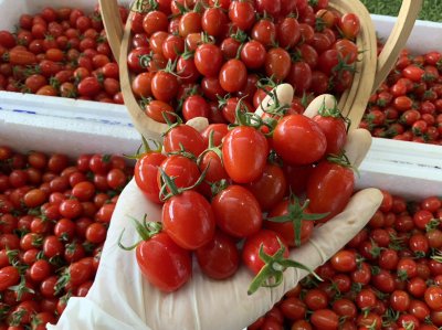 มะเขือเทศราชินี (สีแดง)