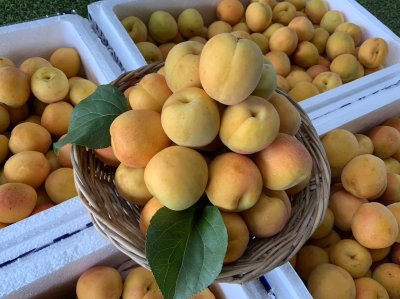 Apricot