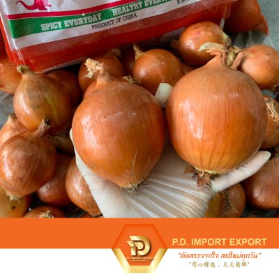 หัวหอมใหญ่ / Yellow Onion / 黄葱 | PD ผักสดขายส่งยกกล่อง