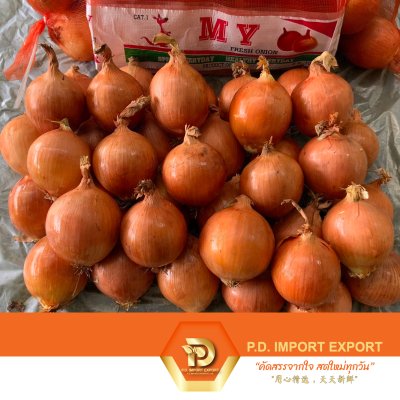 หัวหอมใหญ่ / Yellow Onion / 黄葱 | PD ผักสดขายส่งยกกล่อง