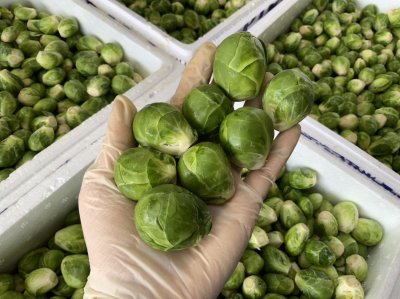 กะหล่ำดาว