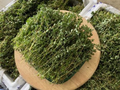Thyme