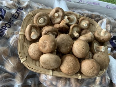 Shiitake Mushroom