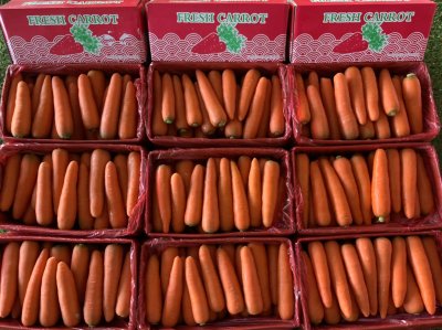 แครอท (กล่องแดง)