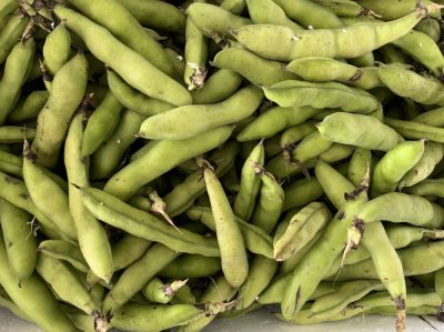 ถั่วปากอ้า