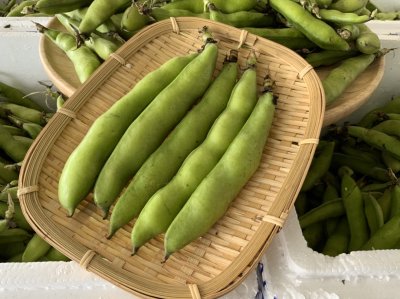 ถั่วปากอ้า