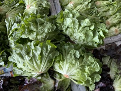 กรีนโอ๊ค