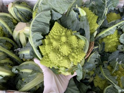 Romanesque Cauliflower