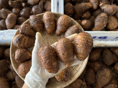 เผือกหอมจิ๋ว