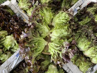 Red Oak Lettuce