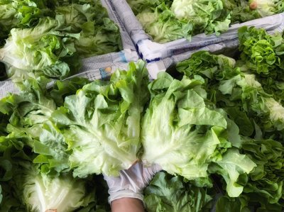 กรีนโอ๊ค