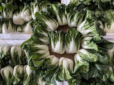 ฉ่อยใหญ่