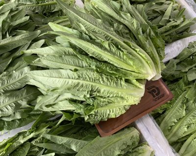 คอสยาว / ผักกาดหอมใบยาว
