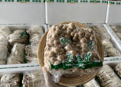 เห็ดจือดำ (ชิเมจิดำ)