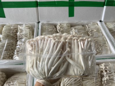 เห็ดจือขาว (ชิเมจิขาว)