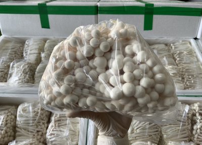 เห็ดจือขาว (ชิเมจิขาว)