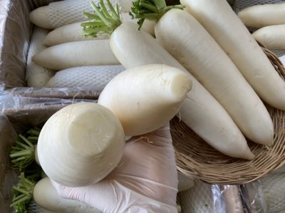 Lobok / Daikon