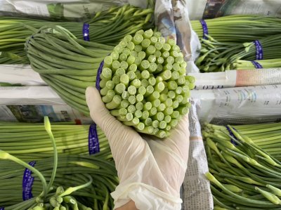 ดอกกระเทียม