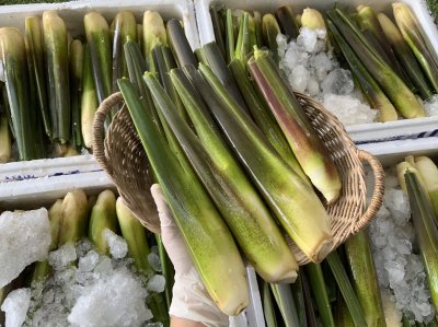 หน่อไม้น้ำ