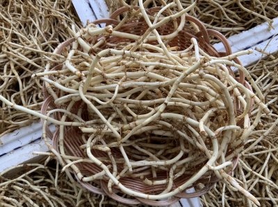 รากคาวทอง