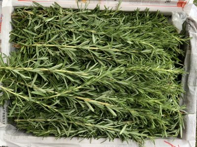 โรสเมรี