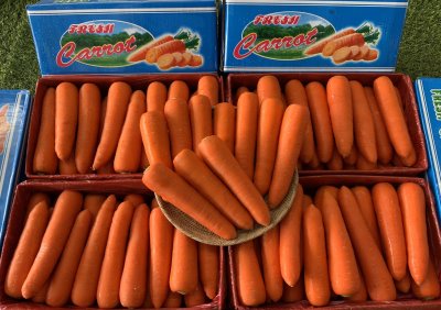 แครอท (กล่องฟ้า)