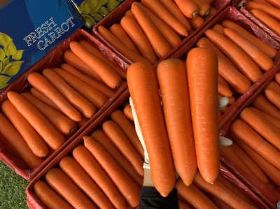 แครอท (PD-316)