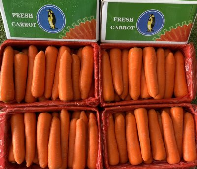 แครอท (แพนกวิ้น)