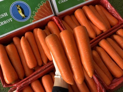 แครอท (แพนกวิ้น)