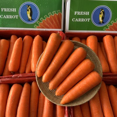 แครอท (แพนกวิ้น)