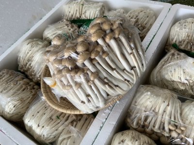 เห็ดจือดำ (ชิเมจิดำ)