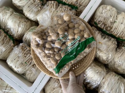 เห็ดจือดำ (ชิเมจิดำ)