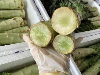 ต้นผักกาด