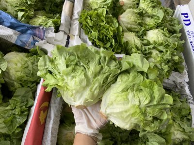 กรีนโอ๊ค