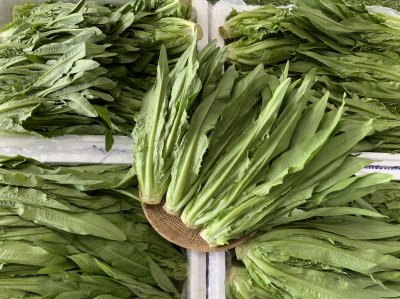 คอสยาว / ผักกาดหอมใบยาว