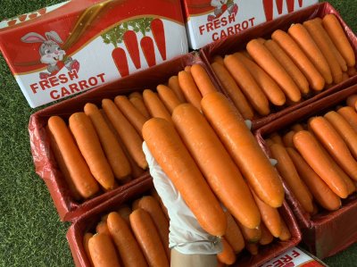 แครอท (กระต่ายแดง)